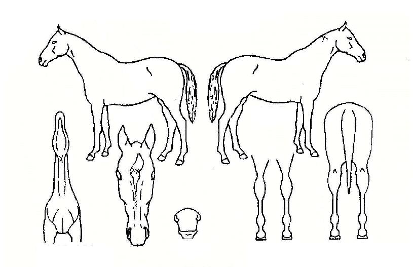 ÀÌ¿¡½ºÇǰÉÀÇ Ãø¸é,¿ì¸é,µÞ¸é,µÎ»ó,´Ù¸®ÀÇ Æ¯Â¡µµÇØ