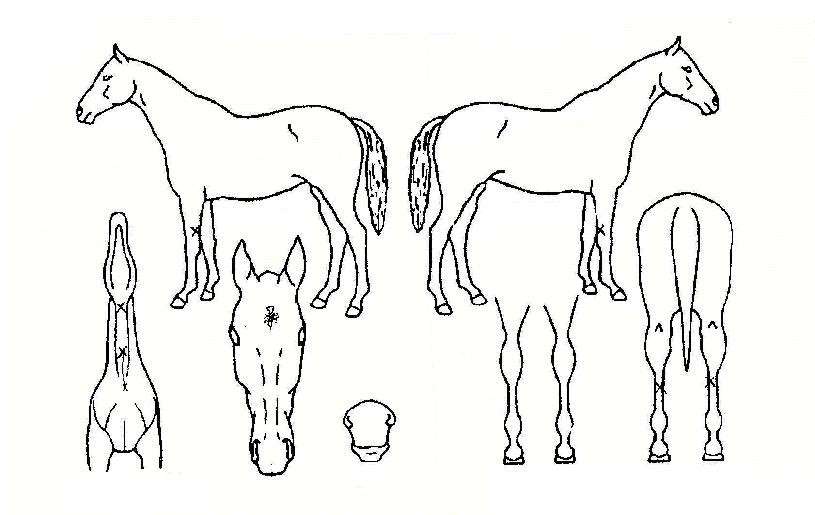 �Ӵ���Ƽ�� ����,���,�޸�,�λ�,�ٸ��� Ư¡����