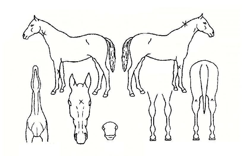 ·°Å°´ÙÀ̾ÆÀÇ Ãø¸é,¿ì¸é,µÞ¸é,µÎ»ó,´Ù¸®ÀÇ Æ¯Â¡µµÇØ