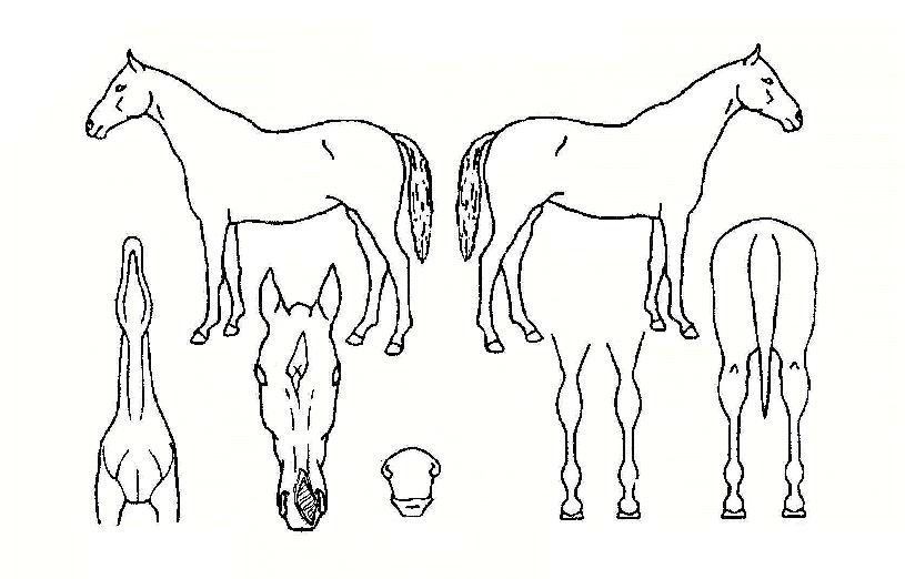 �����Ŀ��� ����,���,�޸�,�λ�,�ٸ��� Ư¡����