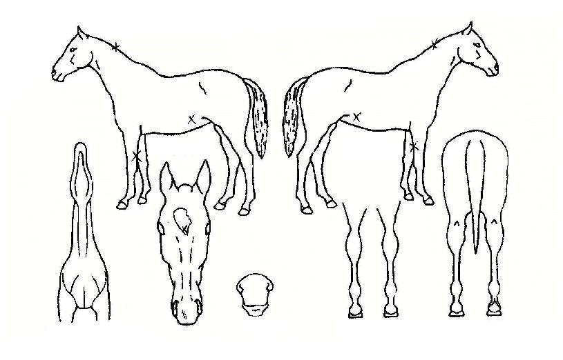 À§´ëÇѺÎȰÀÇ Ãø¸é,¿ì¸é,µÞ¸é,µÎ»ó,´Ù¸®ÀÇ Æ¯Â¡µµÇØ