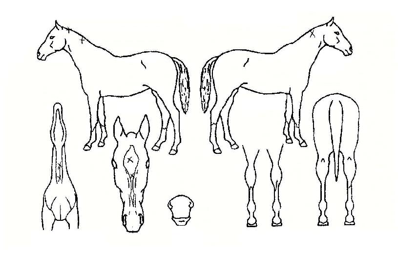 ����Ʈ������ ����,���,�޸�,�λ�,�ٸ��� Ư¡����