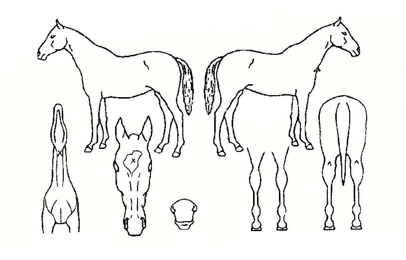 �ȷ����ڸ��� ����,���,�޸�,�λ�,�ٸ��� Ư¡����