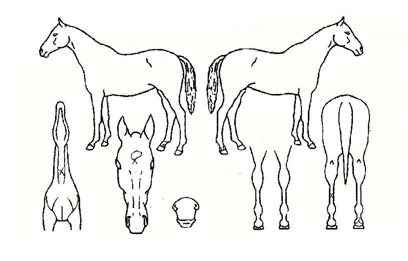 ���ڹٿ����� ����,���,�޸�,�λ�,�ٸ��� Ư¡����