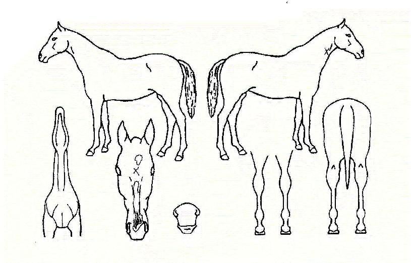 ¾Æºñó·³ÀÇ Ãø¸é,¿ì¸é,µÞ¸é,µÎ»ó,´Ù¸®ÀÇ Æ¯Â¡µµÇØ