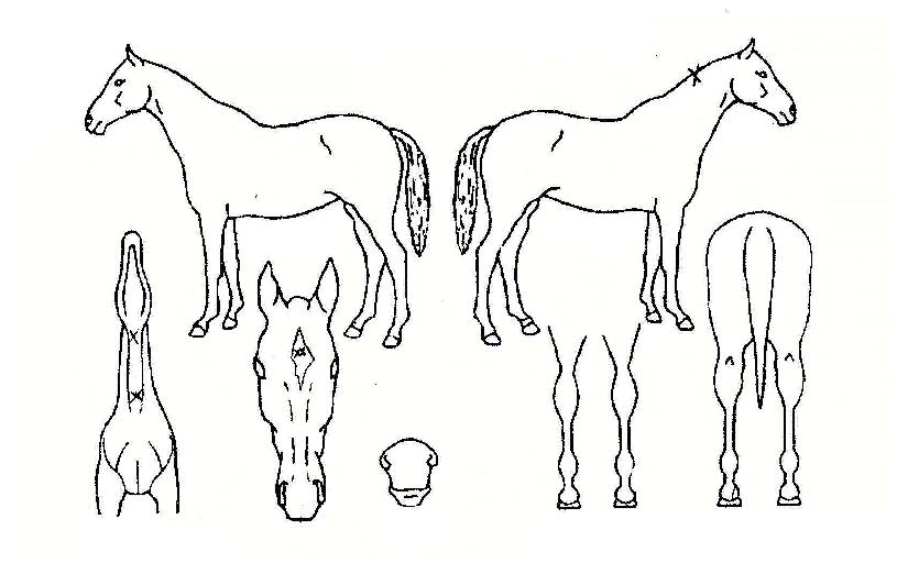 Ŭ�����������ڸ��� ����,���,�޸�,�λ�,�ٸ��� Ư¡����