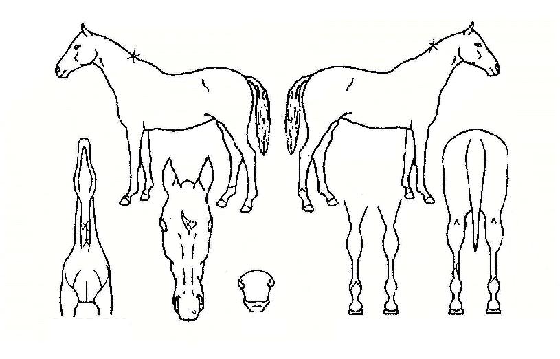 �¸�è�Ǿ��� ����,���,�޸�,�λ�,�ٸ��� Ư¡����