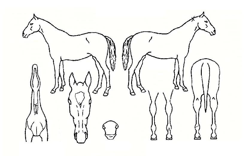 �ص����� ����,���,�޸�,�λ�,�ٸ��� Ư¡����