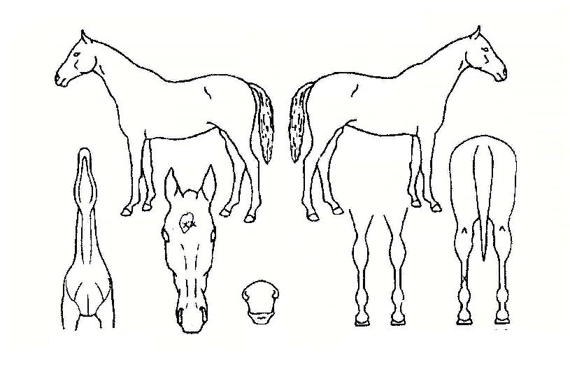 ȶû¿©½ÅÀÇ Ãø¸é,¿ì¸é,µÞ¸é,µÎ»ó,´Ù¸®ÀÇ Æ¯Â¡µµÇØ