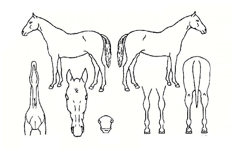 ���������� ����,���,�޸�,�λ�,�ٸ��� Ư¡����