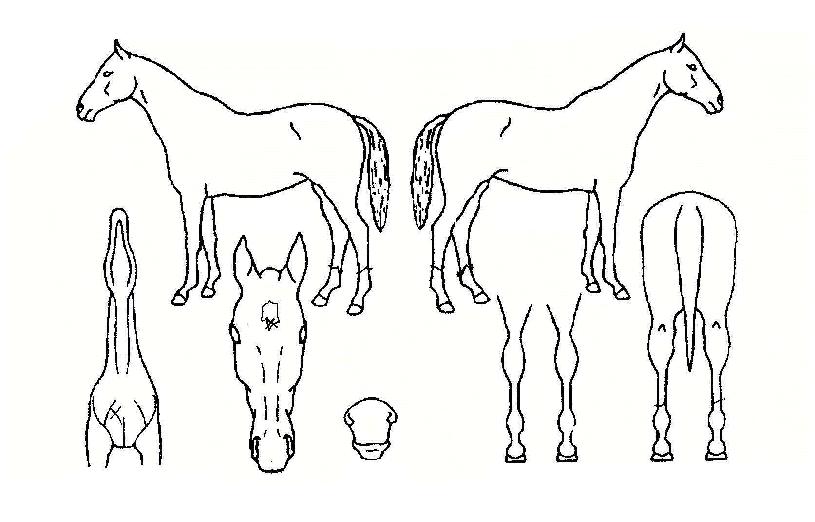 ³ªÀ̽º½Ã¾ÆÀÇ Ãø¸é,¿ì¸é,µÞ¸é,µÎ»ó,´Ù¸®ÀÇ Æ¯Â¡µµÇØ