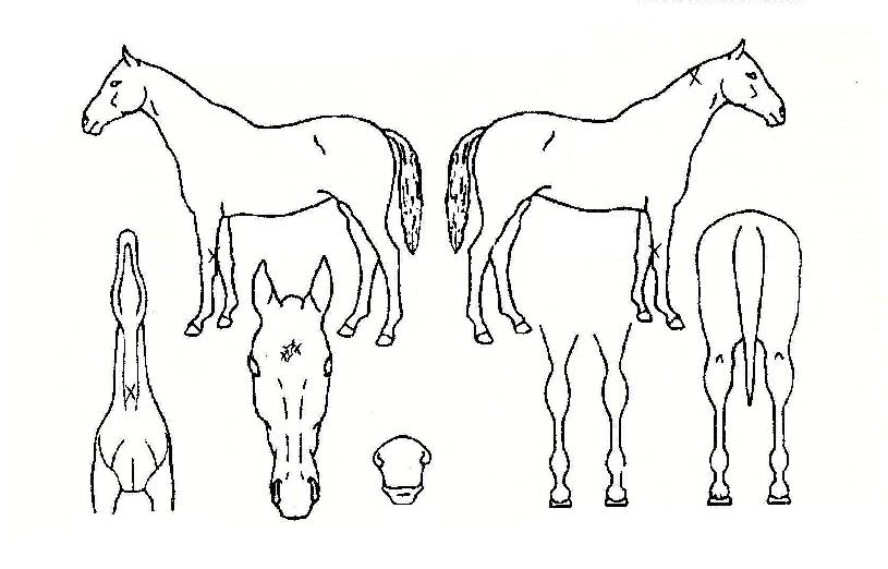 µ¿³×¹æ³×ÀÇ Ãø¸é,¿ì¸é,µÞ¸é,µÎ»ó,´Ù¸®ÀÇ Æ¯Â¡µµÇØ