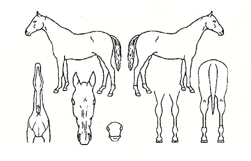 ¸ÞÀÌ·ÎÁîÀÇ Ãø¸é,¿ì¸é,µÞ¸é,µÎ»ó,´Ù¸®ÀÇ Æ¯Â¡µµÇØ