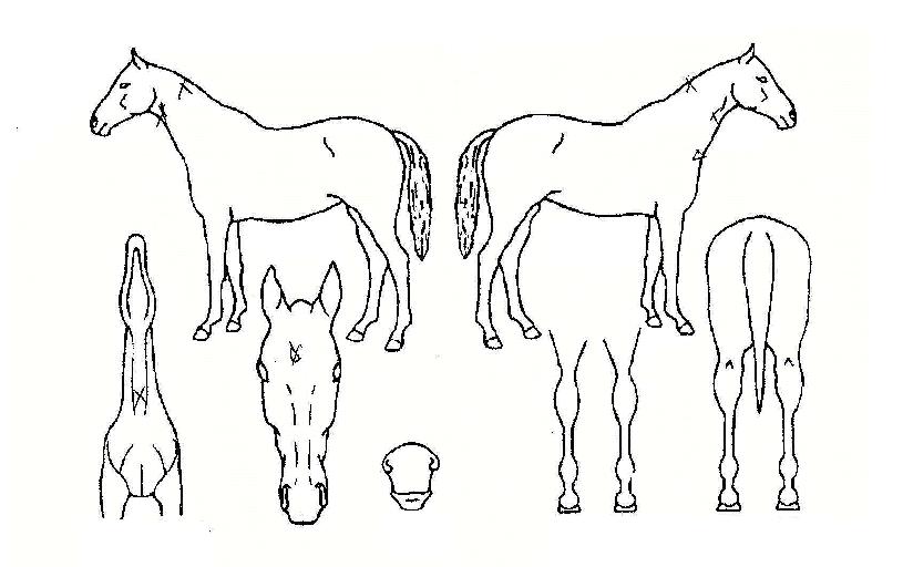 ³ªÀ̽º´õºíÀÇ Ãø¸é,¿ì¸é,µÞ¸é,µÎ»ó,´Ù¸®ÀÇ Æ¯Â¡µµÇØ