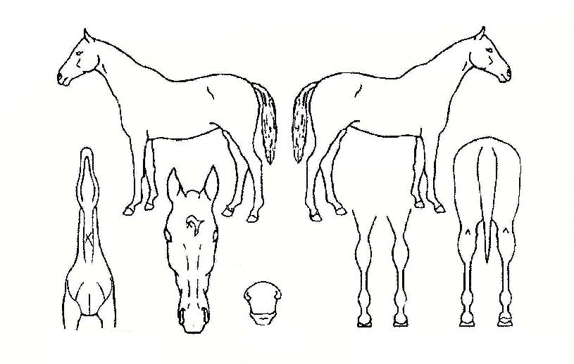 ���ڴϾ��� ����,���,�޸�,�λ�,�ٸ��� Ư¡����