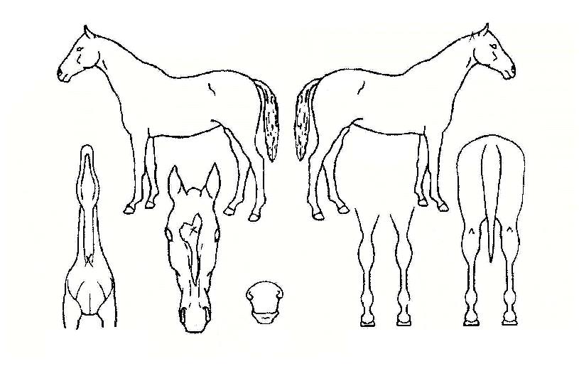 ¾²¸®¸¶¿îƾÀÇ Ãø¸é,¿ì¸é,µÞ¸é,µÎ»ó,´Ù¸®ÀÇ Æ¯Â¡µµÇØ