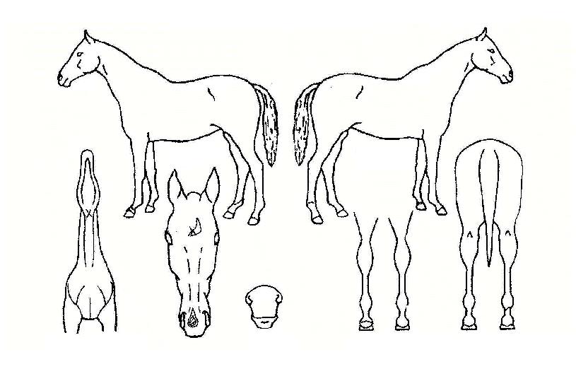 �������� ����,���,�޸�,�λ�,�ٸ��� Ư¡����