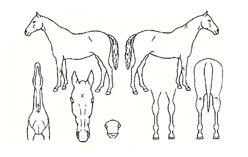 Ȳ±Ý»ê¸ÆÀÚ¸¶ÀÇ Ãø¸é,¿ì¸é,µÞ¸é,µÎ»ó,´Ù¸®ÀÇ Æ¯Â¡µµÇØ