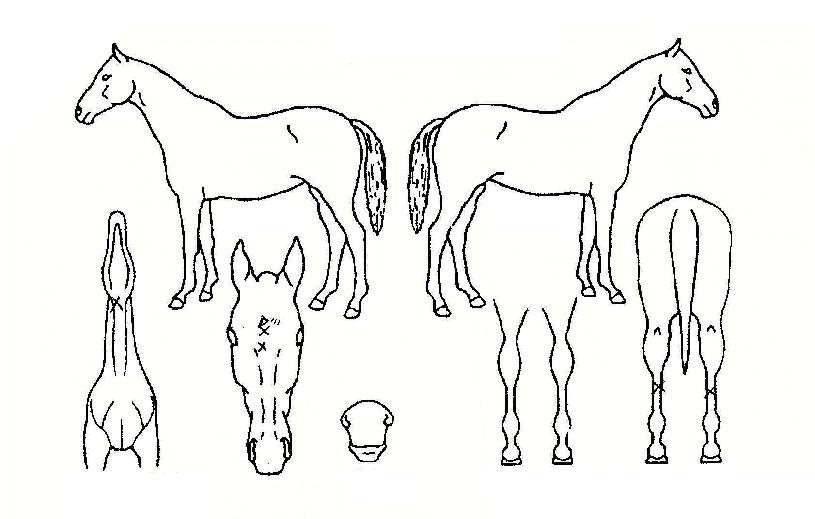 °ñµç¿ö¸®¾îÀÇ Ãø¸é,¿ì¸é,µÞ¸é,µÎ»ó,´Ù¸®ÀÇ Æ¯Â¡µµÇØ