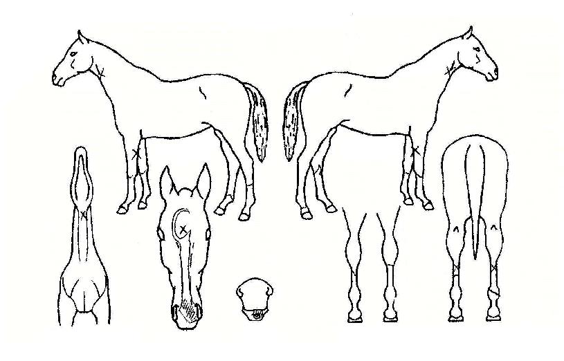 Æ÷Æ®½Ç¹öÀÇ Ãø¸é,¿ì¸é,µÞ¸é,µÎ»ó,´Ù¸®ÀÇ Æ¯Â¡µµÇØ