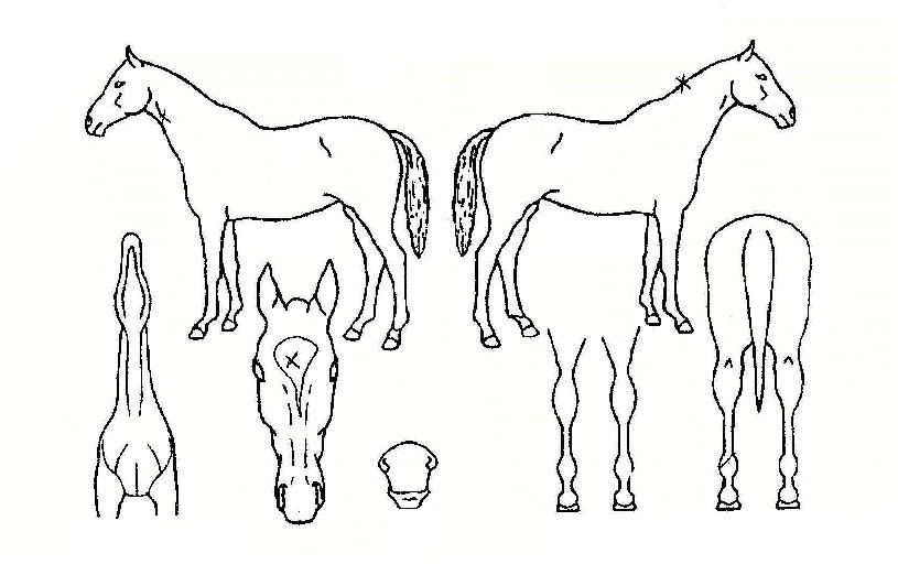 ��ǳ������ ����,���,�޸�,�λ�,�ٸ��� Ư¡����