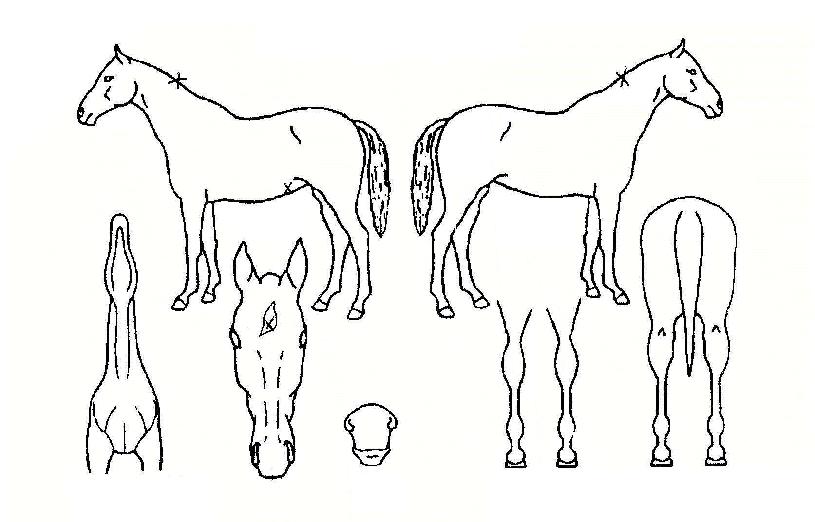 û¾ÆÀÇ Ãø¸é,¿ì¸é,µÞ¸é,µÎ»ó,´Ù¸®ÀÇ Æ¯Â¡µµÇØ