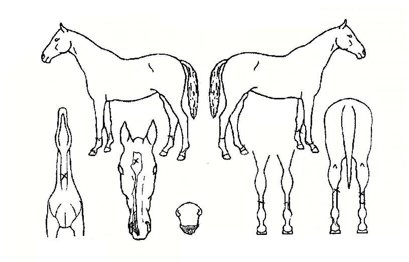 ºÏ´ëdzÀÇ Ãø¸é,¿ì¸é,µÞ¸é,µÎ»ó,´Ù¸®ÀÇ Æ¯Â¡µµÇØ