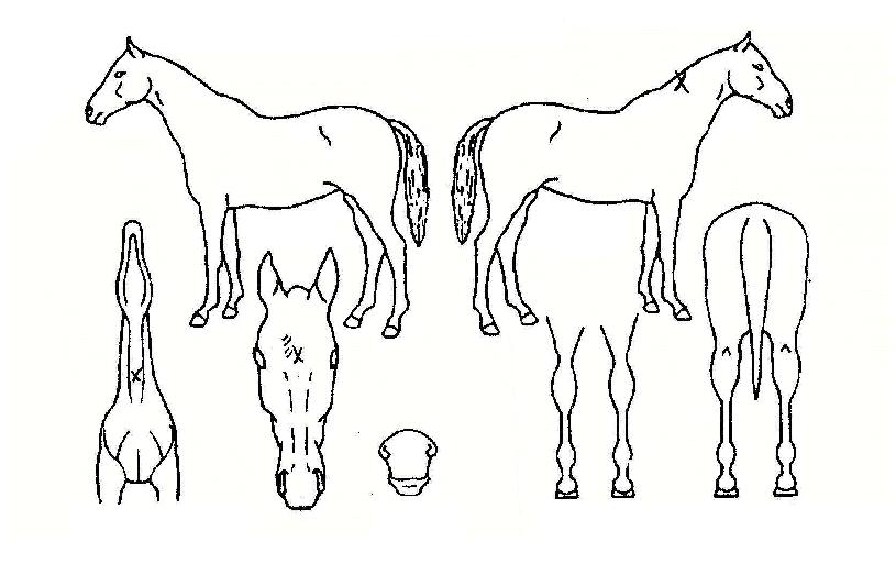 �Ÿ����� ����,���,�޸�,�λ�,�ٸ��� Ư¡����