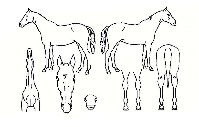 ´ë½ÌÄ¡ÇÁÀÇ Ãø¸é,¿ì¸é,µÞ¸é,µÎ»ó,´Ù¸®ÀÇ Æ¯Â¡µµÇØ