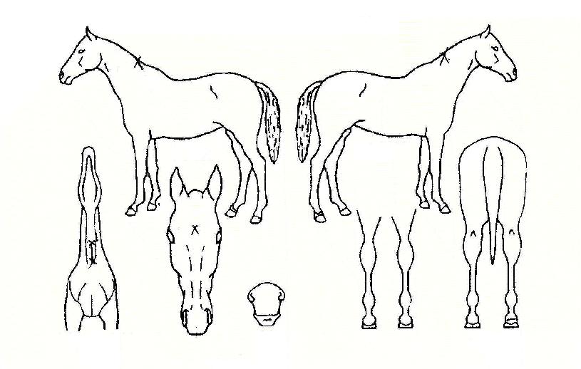 ���̷������� ����,���,�޸�,�λ�,�ٸ��� Ư¡����