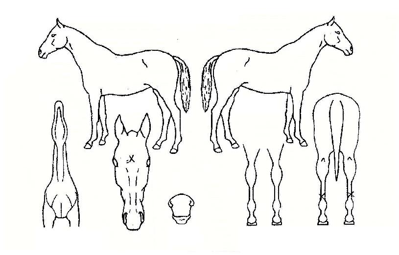 �������������� ����,���,�޸�,�λ�,�ٸ��� Ư¡����