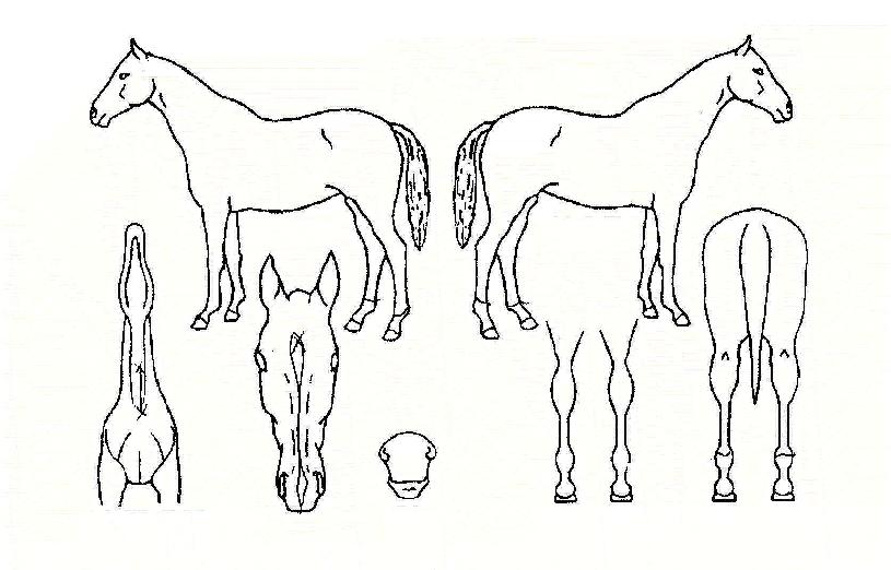 ���������� ����,���,�޸�,�λ�,�ٸ��� Ư¡����