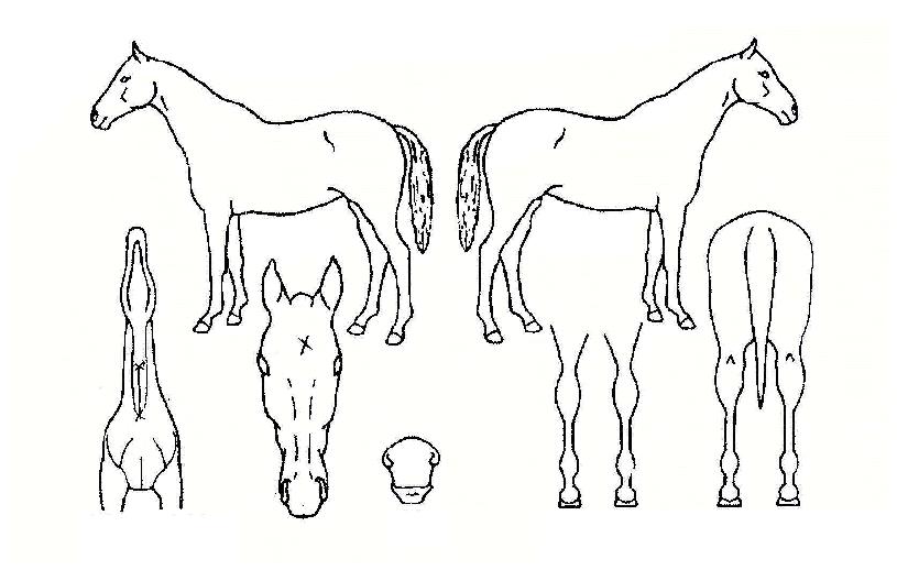 µ·Å°È£Å×ÀÇ Ãø¸é,¿ì¸é,µÞ¸é,µÎ»ó,´Ù¸®ÀÇ Æ¯Â¡µµÇØ