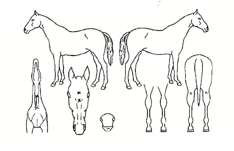 º¼Å¸ÀÇ Ãø¸é,¿ì¸é,µÞ¸é,µÎ»ó,´Ù¸®ÀÇ Æ¯Â¡µµÇØ