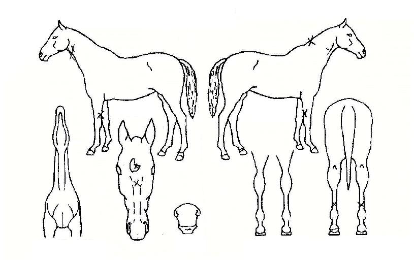 ½ºÆ¿·±ÆÐ½ºÆ®ÀÇ Ãø¸é,¿ì¸é,µÞ¸é,µÎ»ó,´Ù¸®ÀÇ Æ¯Â¡µµÇØ