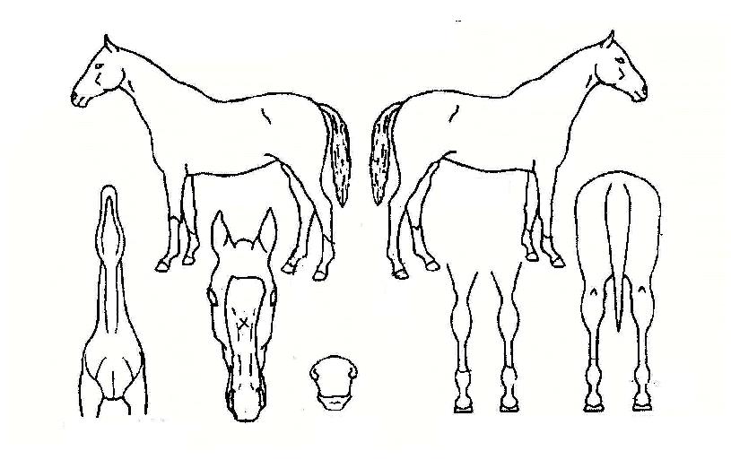 »ï±ÇÀå¾ÇÀÇ Ãø¸é,¿ì¸é,µÞ¸é,µÎ»ó,´Ù¸®ÀÇ Æ¯Â¡µµÇØ