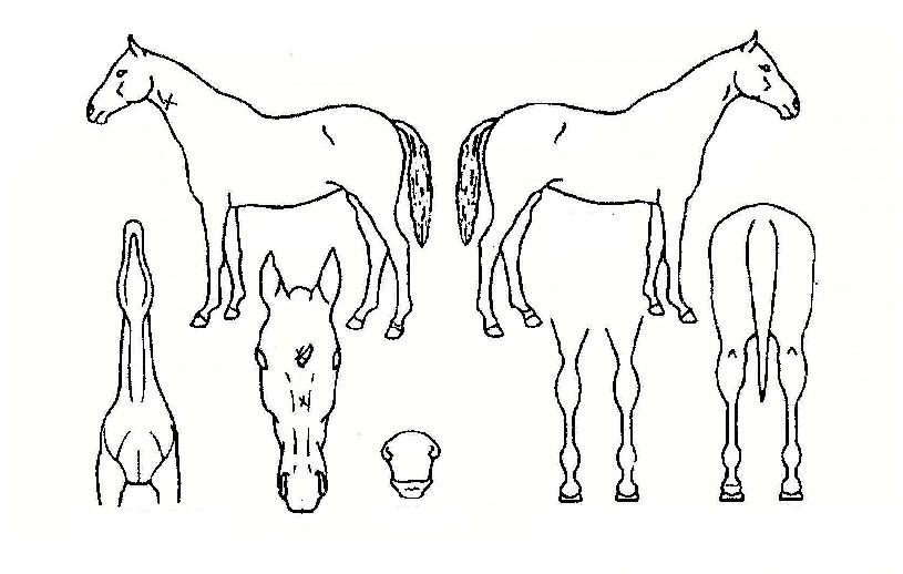 ´ë±Ç°¡µµÀÇ Ãø¸é,¿ì¸é,µÞ¸é,µÎ»ó,´Ù¸®ÀÇ Æ¯Â¡µµÇØ