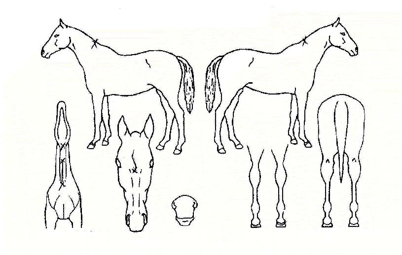 ºòÅͺóÀÇ Ãø¸é,¿ì¸é,µÞ¸é,µÎ»ó,´Ù¸®ÀÇ Æ¯Â¡µµÇØ