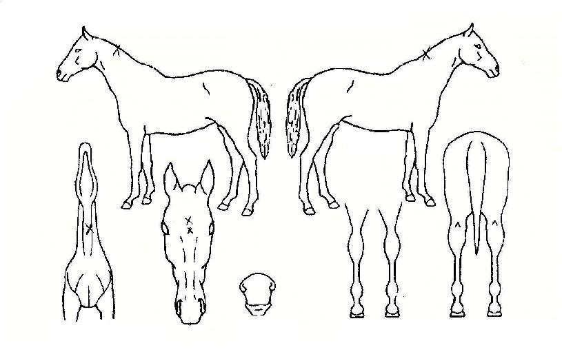 ���߷��� ����,���,�޸�,�λ�,�ٸ��� Ư¡����