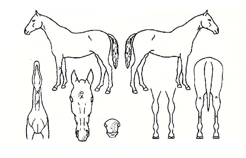 µ¿Çر׷£µåÀÇ Ãø¸é,¿ì¸é,µÞ¸é,µÎ»ó,´Ù¸®ÀÇ Æ¯Â¡µµÇØ