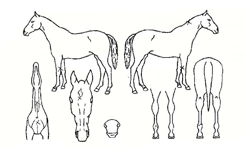 �̽���Ʈ������ ����,���,�޸�,�λ�,�ٸ��� Ư¡����