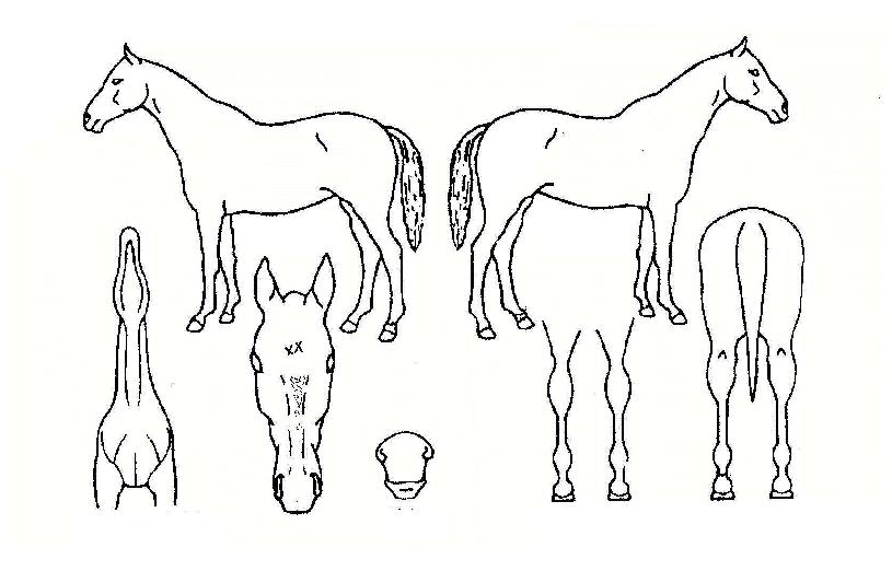 ¿ë¿ÕÆ÷½ºÀÇ Ãø¸é,¿ì¸é,µÞ¸é,µÎ»ó,´Ù¸®ÀÇ Æ¯Â¡µµÇØ