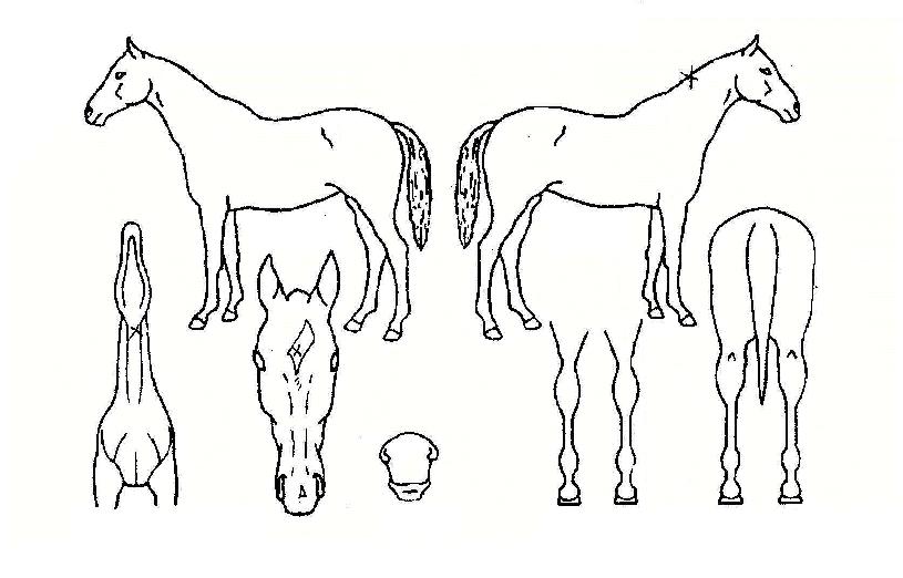 ¼î¿ìŸÀÓÀÇ Ãø¸é,¿ì¸é,µÞ¸é,µÎ»ó,´Ù¸®ÀÇ Æ¯Â¡µµÇØ