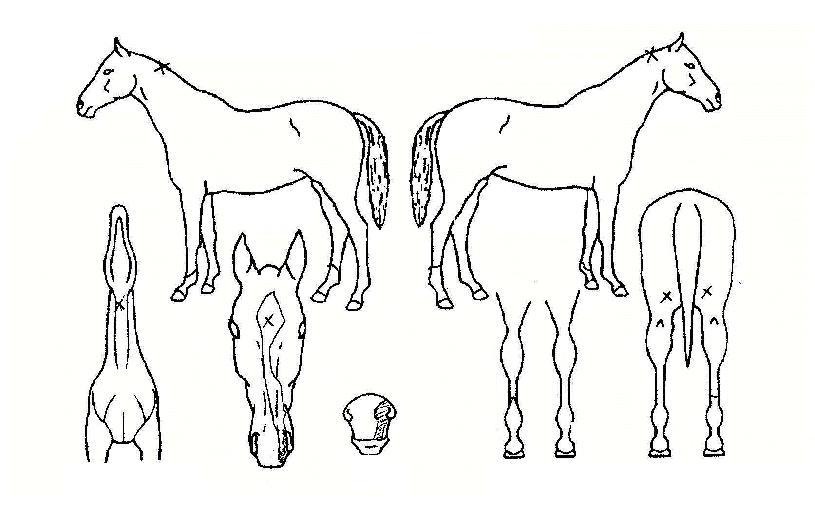 ·Î¿½ºÅÜÀÇ Ãø¸é,¿ì¸é,µÞ¸é,µÎ»ó,´Ù¸®ÀÇ Æ¯Â¡µµÇØ