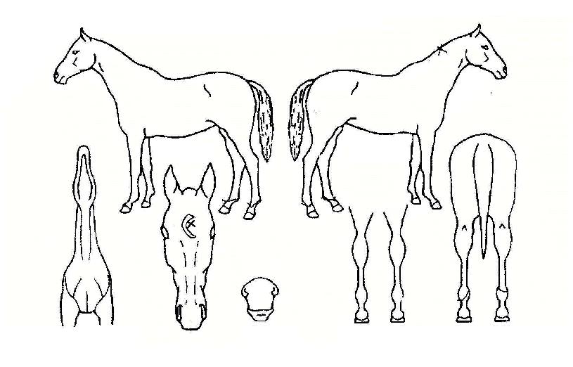 ¸¶´ç¹ßÀÇ Ãø¸é,¿ì¸é,µÞ¸é,µÎ»ó,´Ù¸®ÀÇ Æ¯Â¡µµÇØ