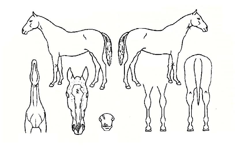 ���������� ����,���,�޸�,�λ�,�ٸ��� Ư¡����