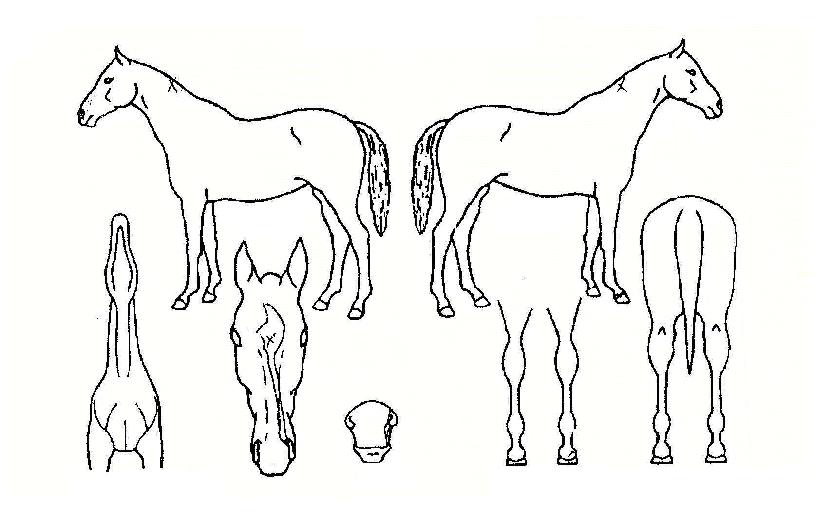 ���Ÿ���� ����,���,�޸�,�λ�,�ٸ��� Ư¡����