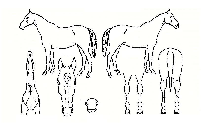 °úõµ¿ÀÌÀÇ Ãø¸é,¿ì¸é,µÞ¸é,µÎ»ó,´Ù¸®ÀÇ Æ¯Â¡µµÇØ