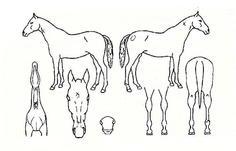 ÃÖ°íµµÀüÀÇ Ãø¸é,¿ì¸é,µÞ¸é,µÎ»ó,´Ù¸®ÀÇ Æ¯Â¡µµÇØ