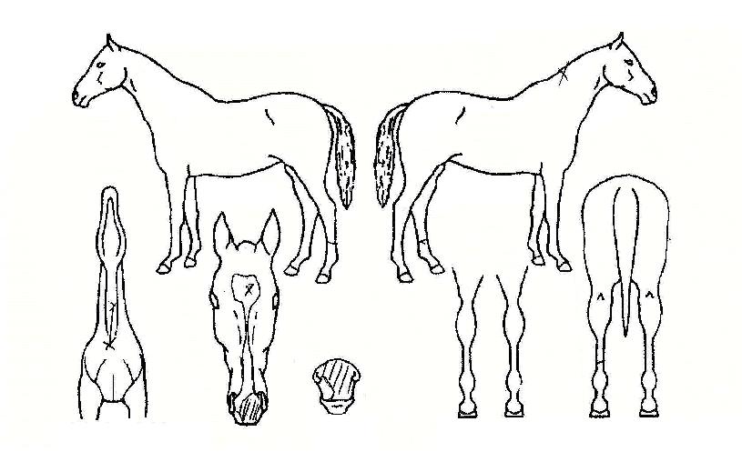 ���̸����� ����,���,�޸�,�λ�,�ٸ��� Ư¡����